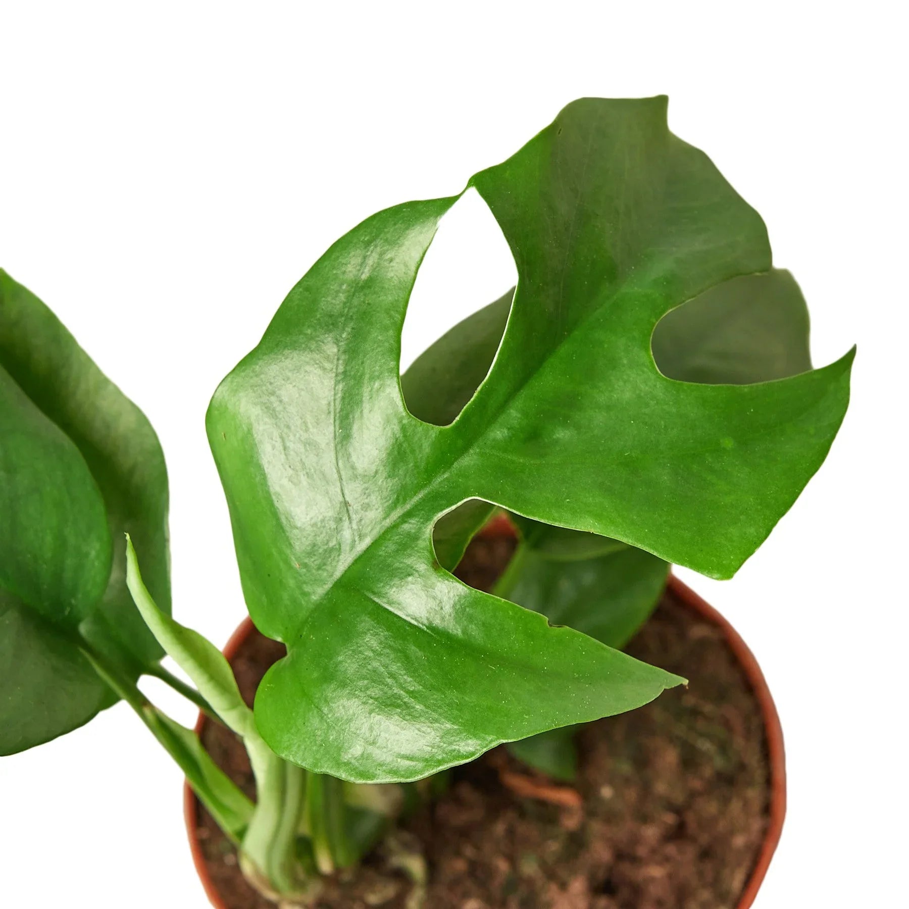 Philodendron Mini Monstera Minima - Fleurish Plant Care, LLC