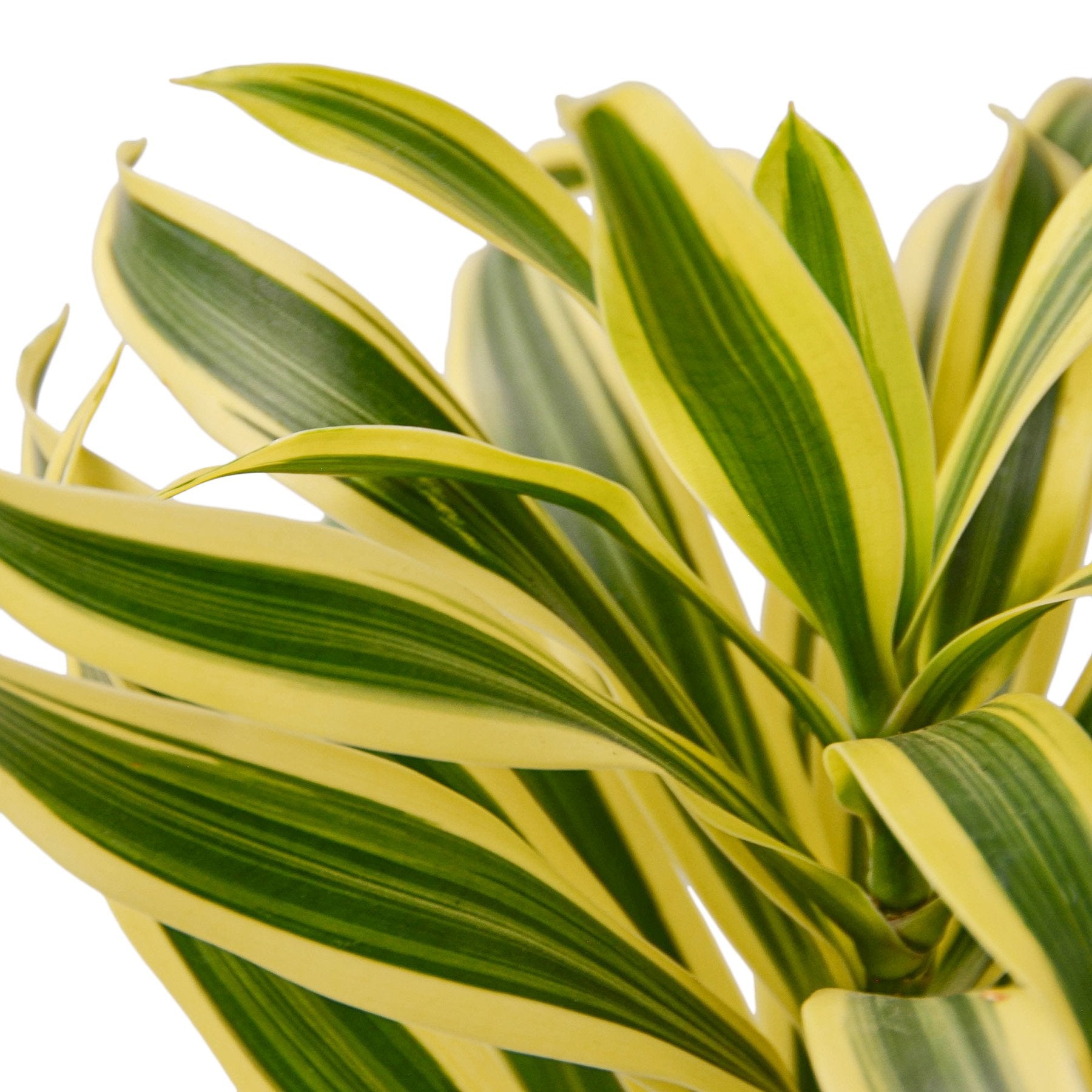 Dracaena 'Song of India' - Fleurish Plant Care, LLC