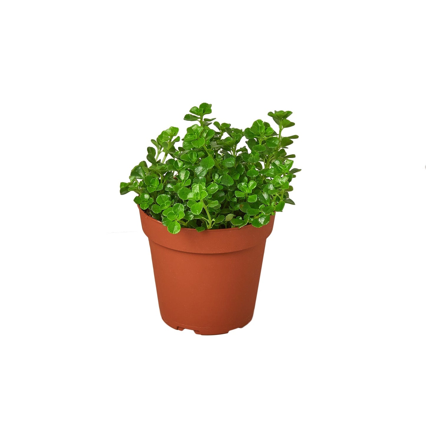 Nettle 'Baby's Tear' - Fleurish Plant Care, LLC
