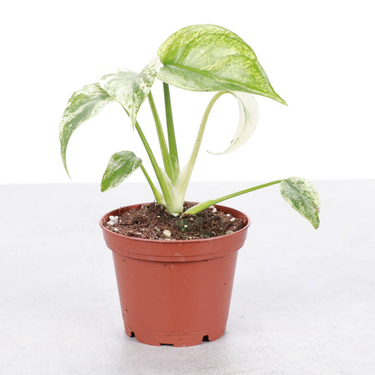 Mint Variegated Monstera - 3" Live Plant - RARE