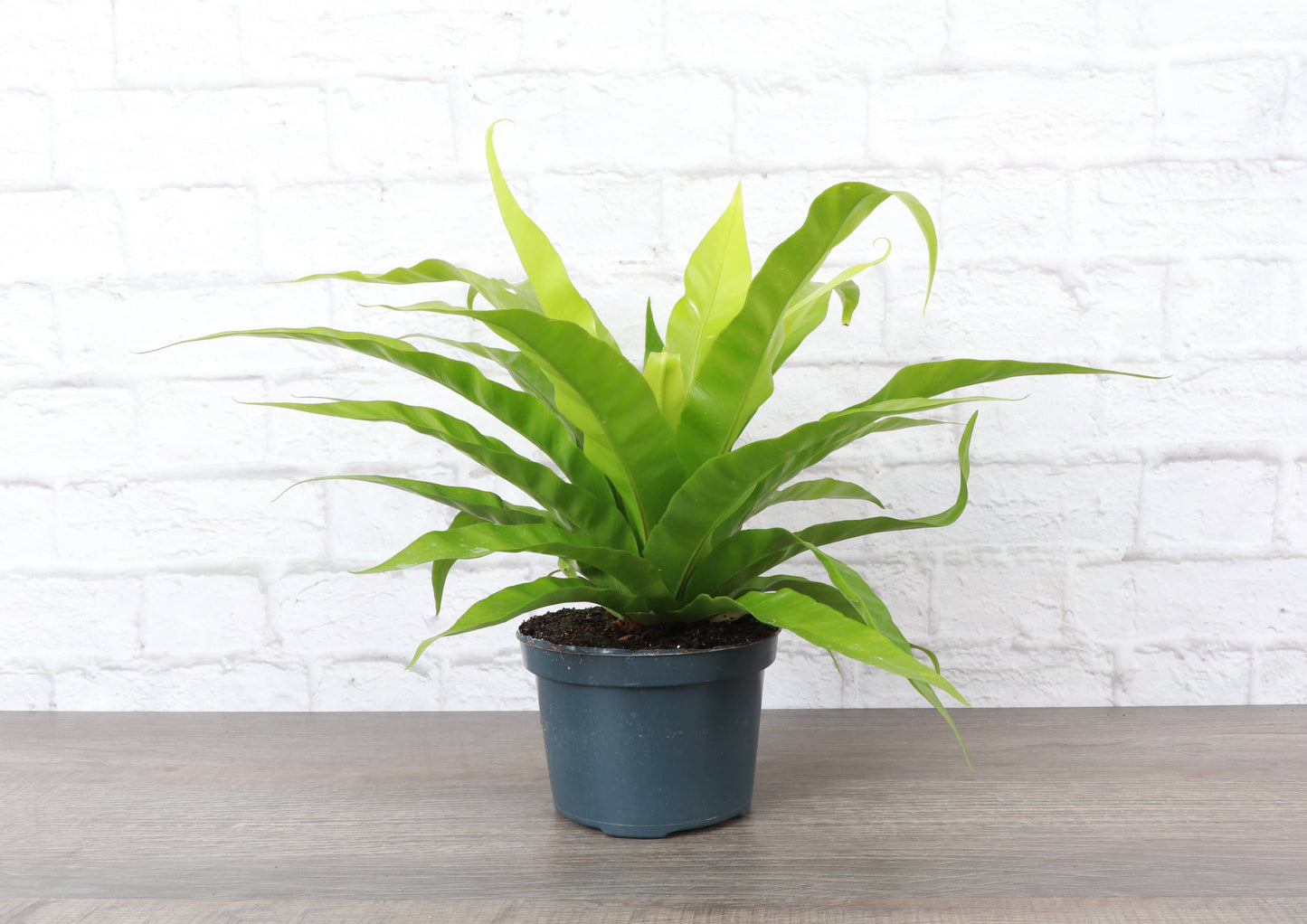 Bird's-Nest Fern -FPC