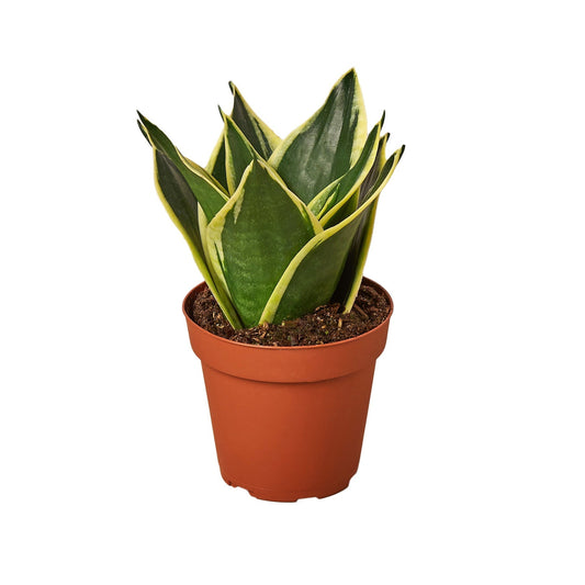Snake Plant Black Gold - Nursery Pot 4-inch - Fleurish Plant Care, LLC