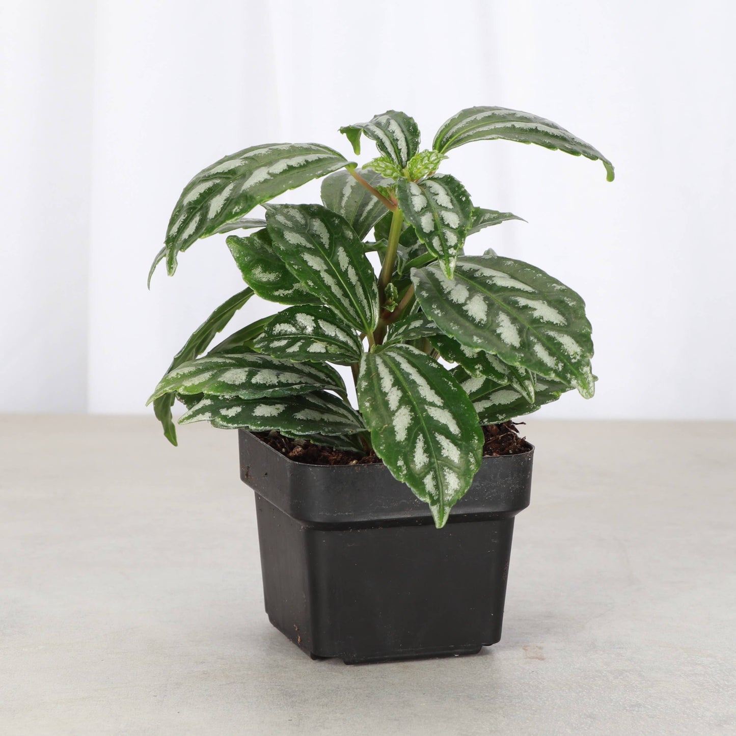 Pilea Aluminum - Live Plant