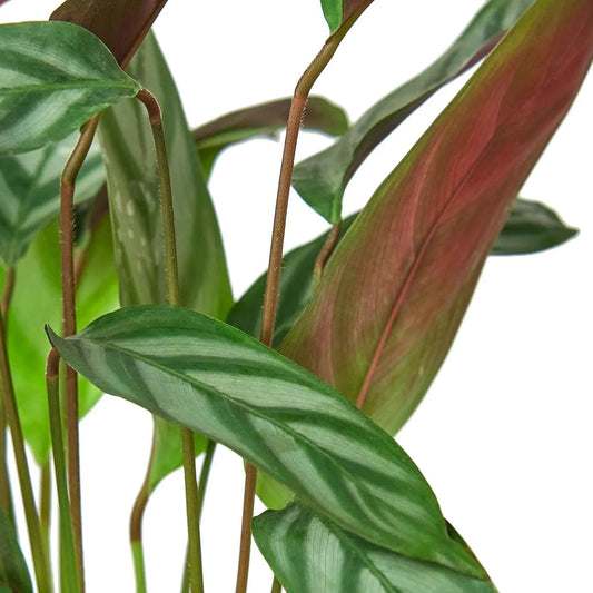 🐾Calathea 'Grey Star'