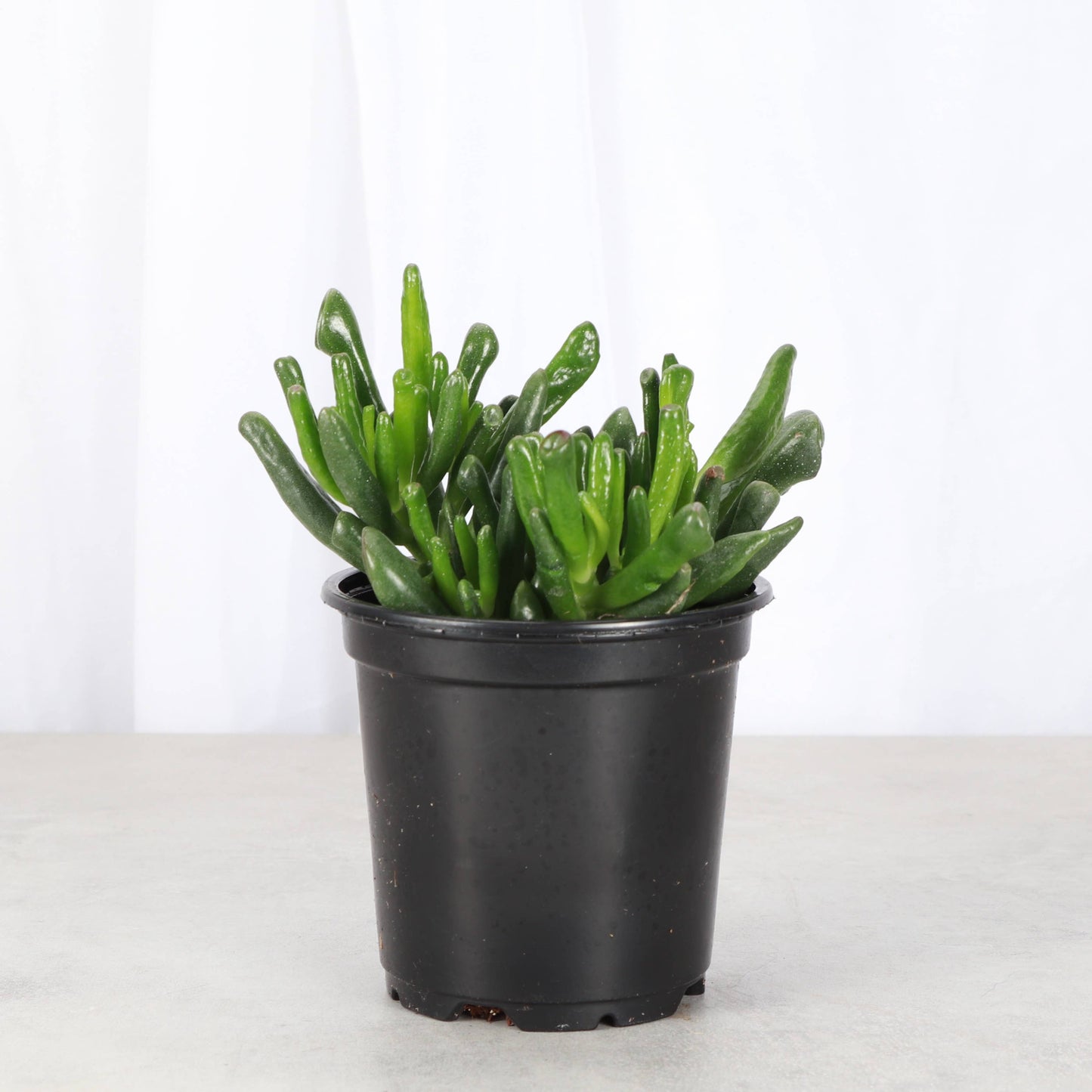 Ogre Ears Jade Plant - Live Plant