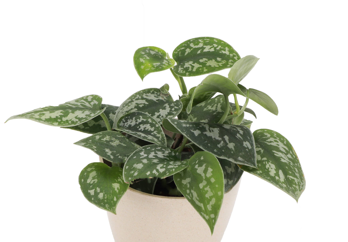 Satin Pothos, Scindapsus Pictus - Live Plant