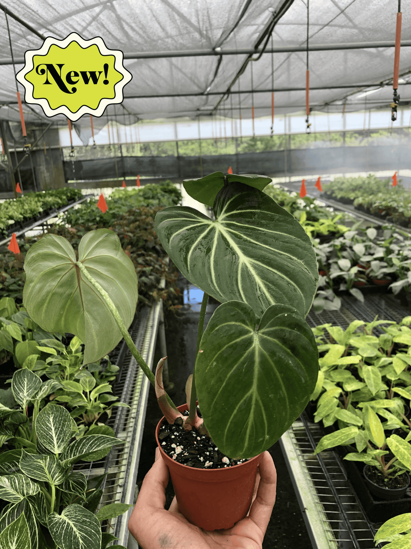 Philodendron Gloriosum - Fleurish Plant Care, LLC