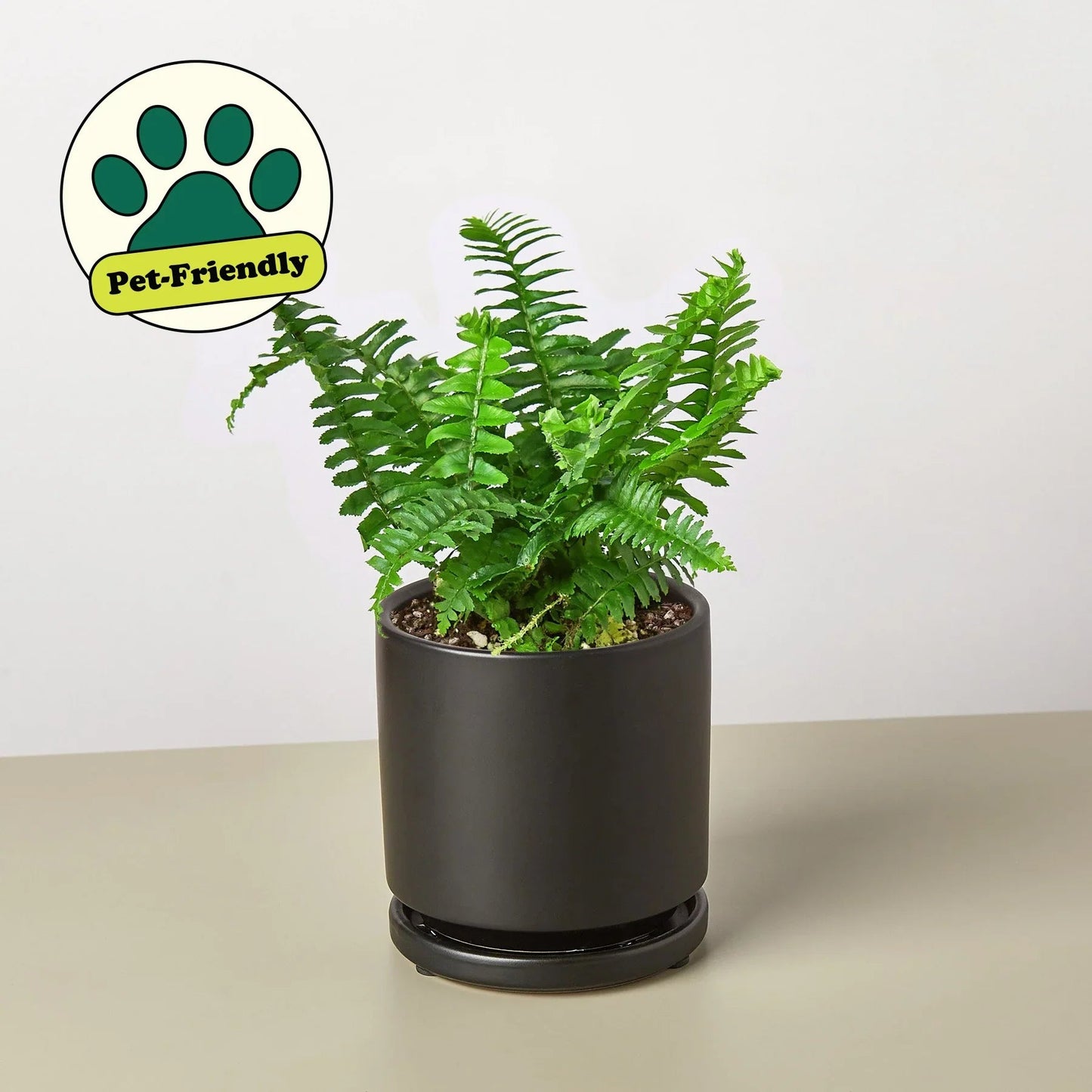 Jester's Crown Fern - Fleurish Plant Care, LLC