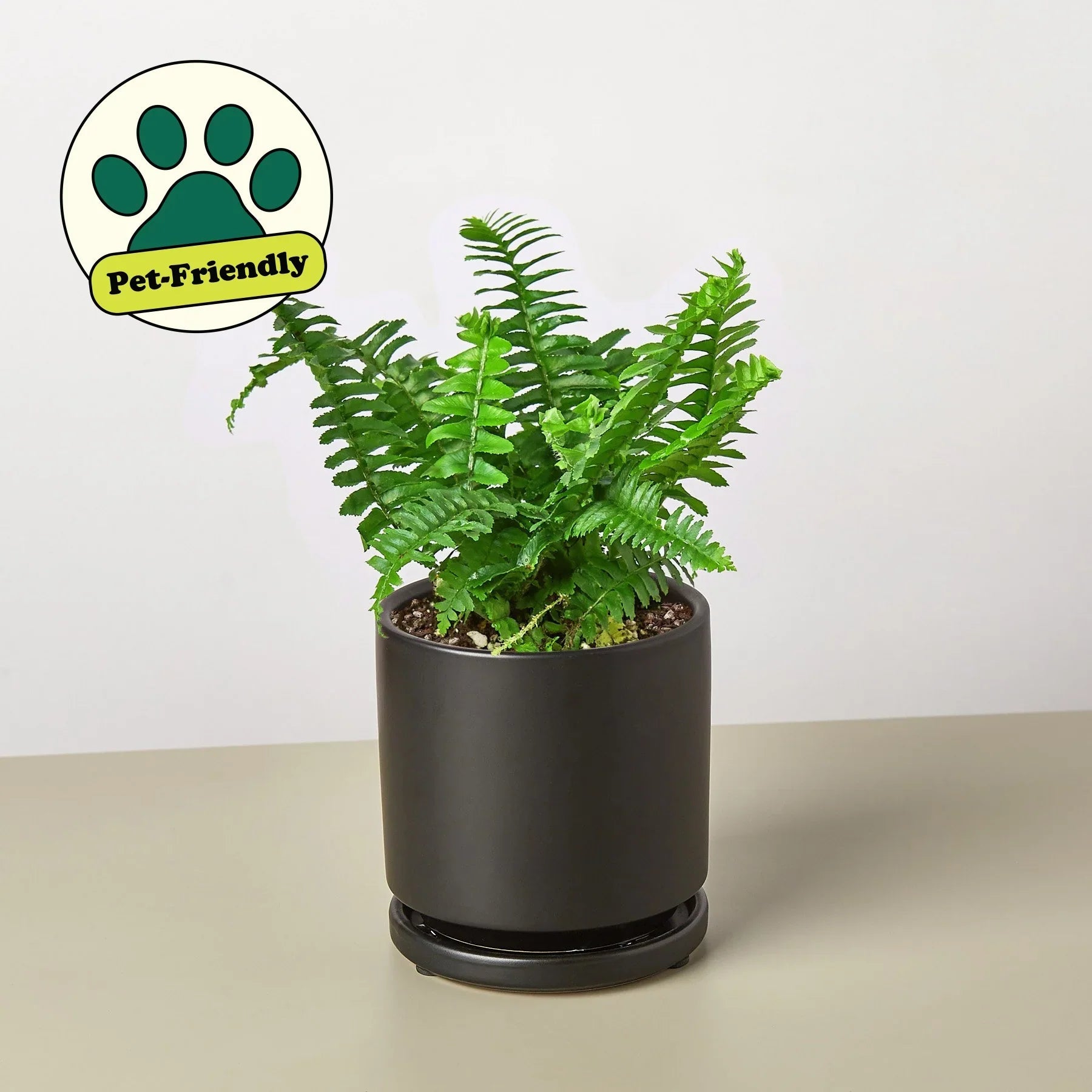 Jester's Crown Fern - Fleurish Plant Care, LLC