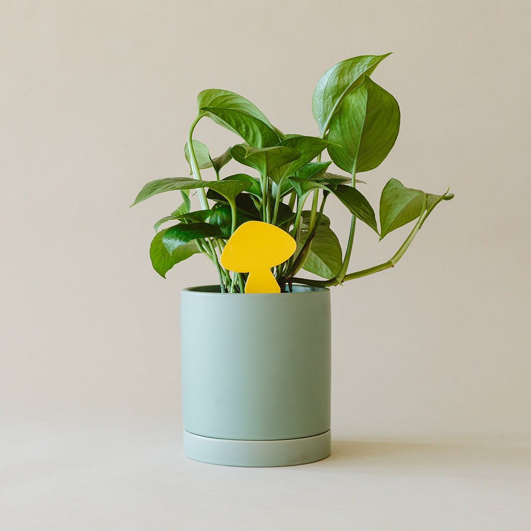 Sticky Traps for Plant Pests - Fleurish Plant Care, LLC